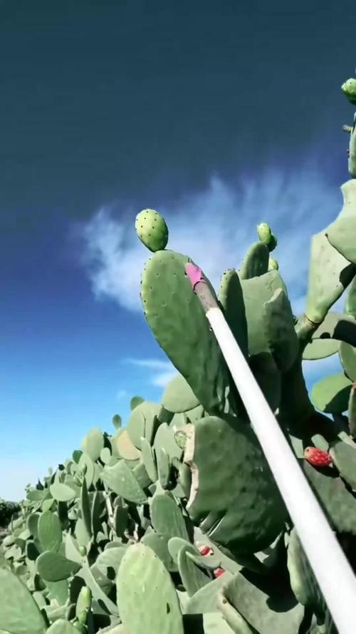 仙人掌最近视频
