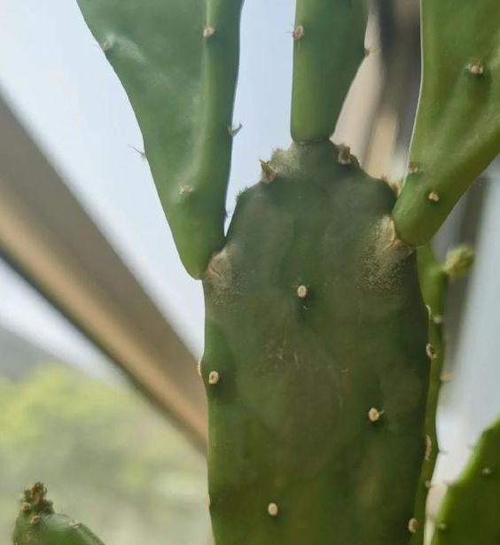 仙人掌最近视频