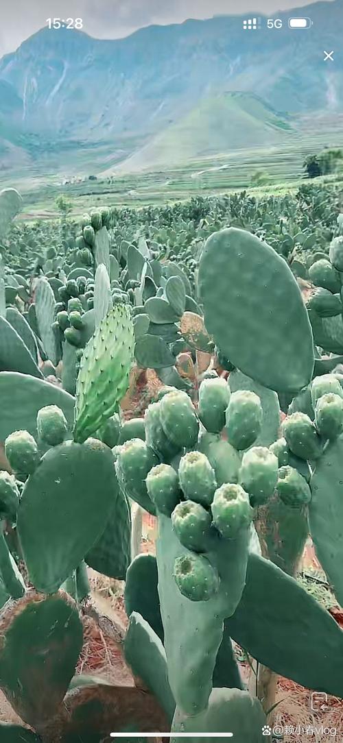 仙人掌最近视频