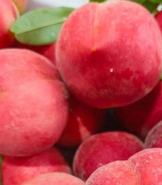 水蜜桃成视频人在线播放下载