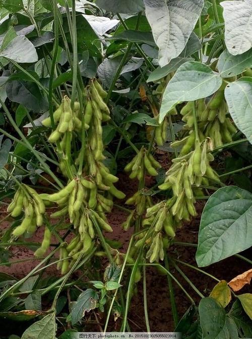 仙踪林大豆行情网老狼贰佰信息网