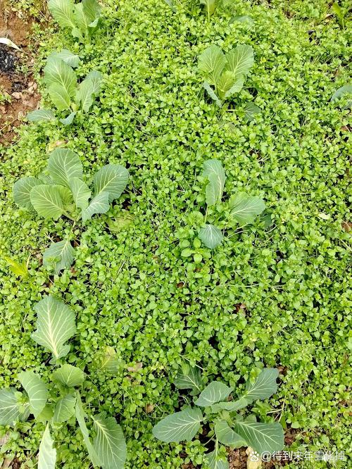 仙踪林大豆行情网老狼贰佰信息网