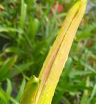 忘忧草.WYC.IA-忘忧草