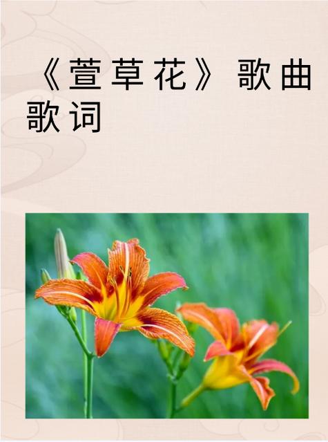 忘忧草.WYC.IA-忘忧草