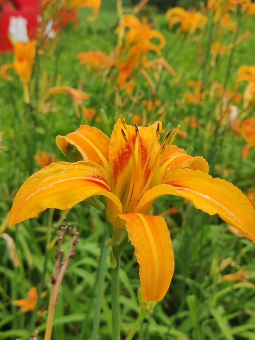 忘忧草.WYC.IA-忘忧草