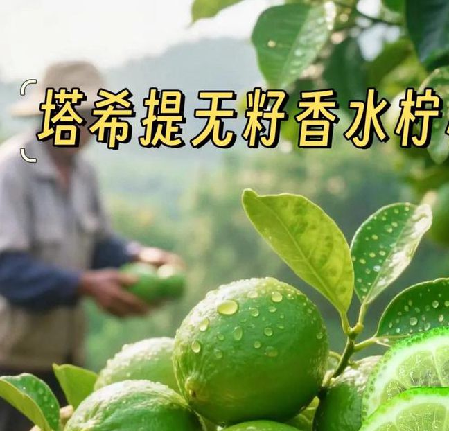 青柠视频免费完整版