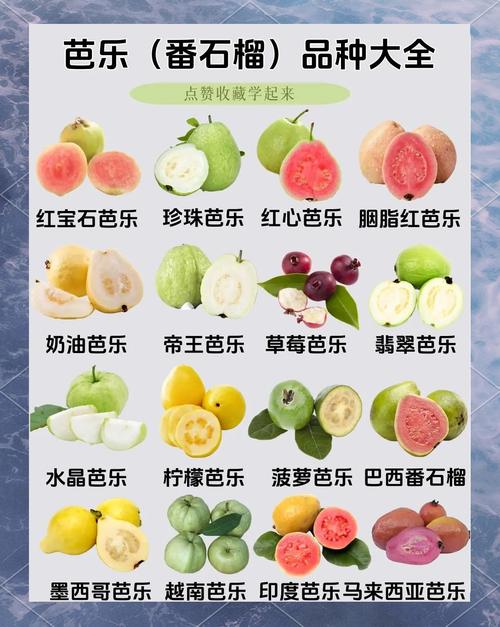 丝瓜草莓榴莲向日葵秋葵芭乐大全