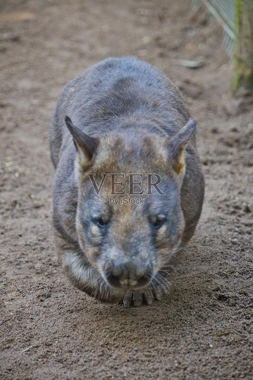 袋熊视频无限制下载