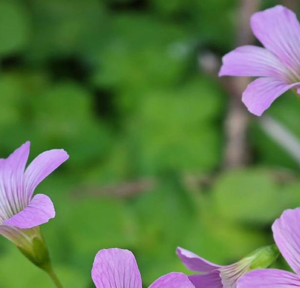 野花BT在线搜索