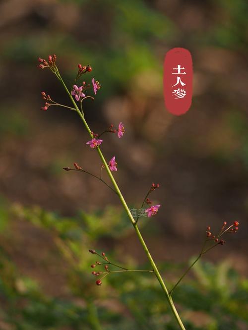 野花BT在线搜索