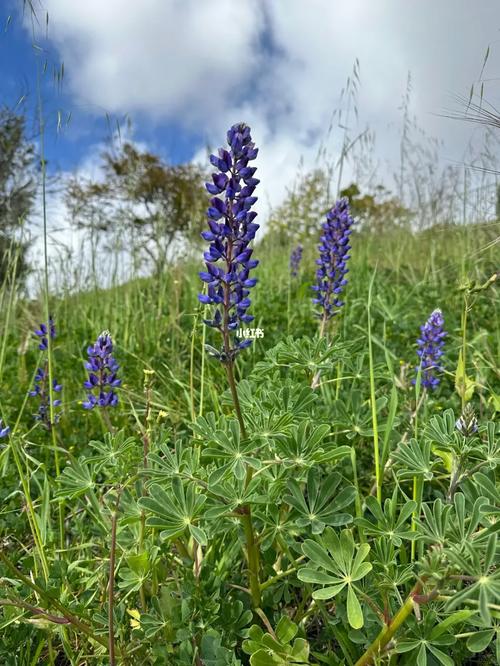 野花BT在线搜索