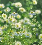 野花在线视频-免费观看