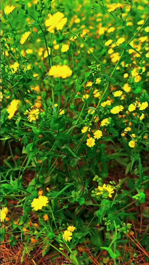 野花在线视频-免费观看