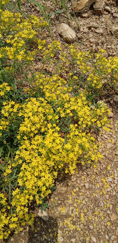 野花在线视频-免费观看