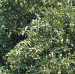 芒果深夜释放自己