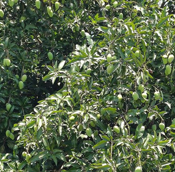 芒果深夜释放自己