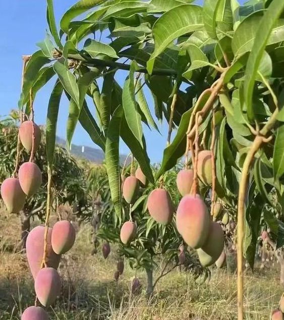 芒果深夜释放自己