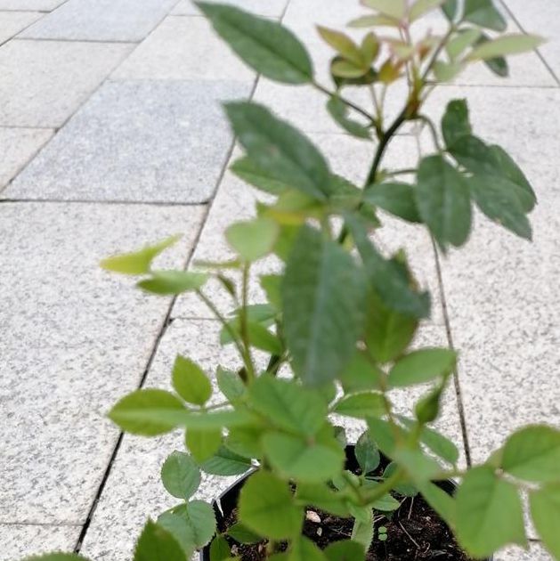 蜜芽768mon二区忘忧草