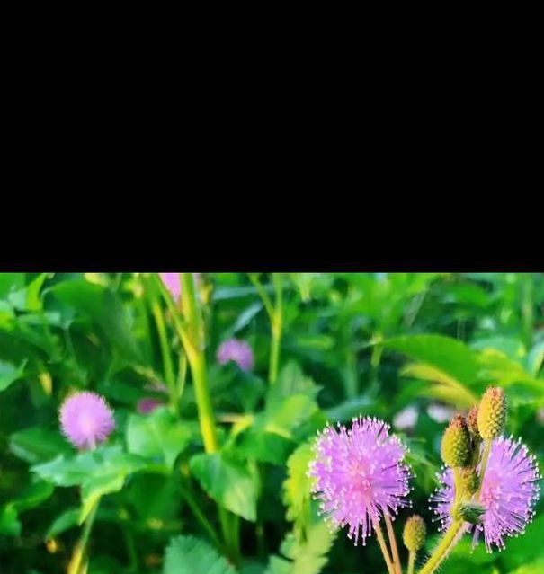 一个人看的高清直播(含羞草)