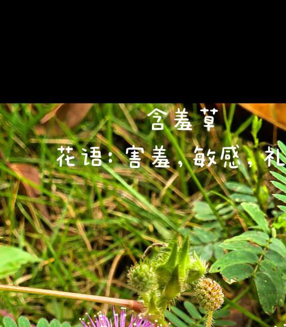 一个人看的高清直播(含羞草)