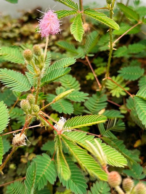 一个人看的高清直播(含羞草)