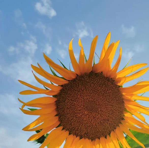 xrk1_3_0.apk向日葵下载地址ios免费版