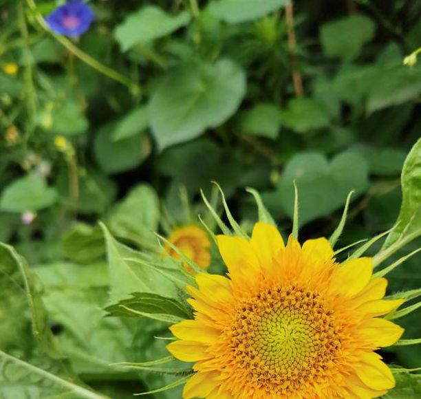 xrk1_3_0.apk向日葵下载地址ios免费版