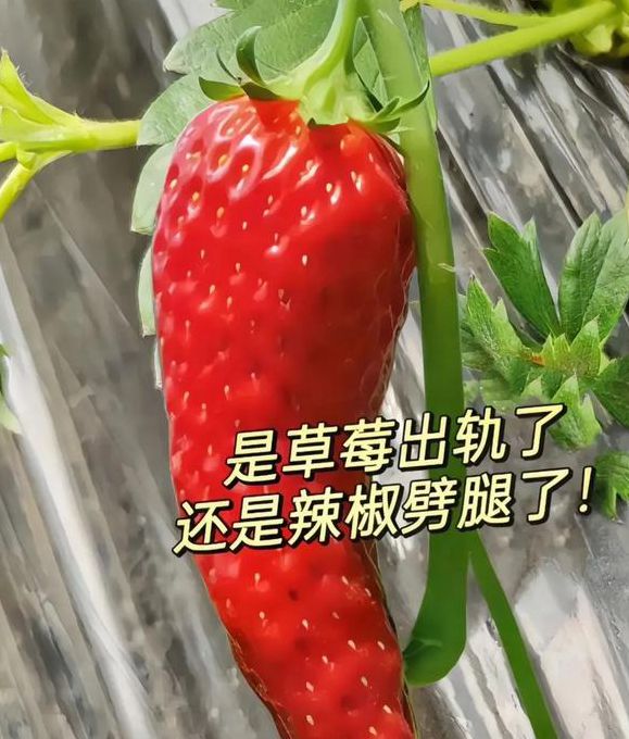 水果草莓香蕉绿巨人