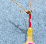 葫芦直播高清版