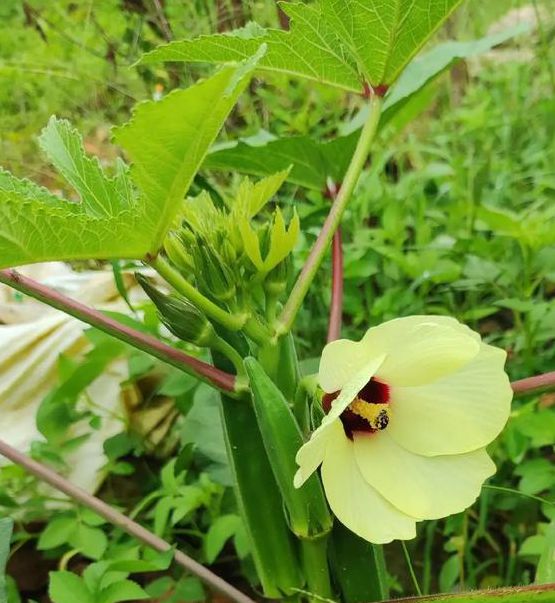 秋葵视频男人的加油站下载