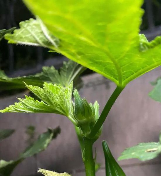 秋葵视频男人的加油站下载