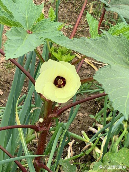 秋葵视频男人的加油站下载