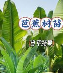 芭蕉视频个人视频2.1