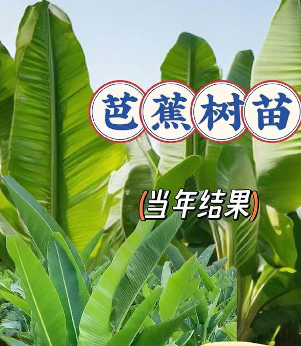 芭蕉视频个人视频2.1