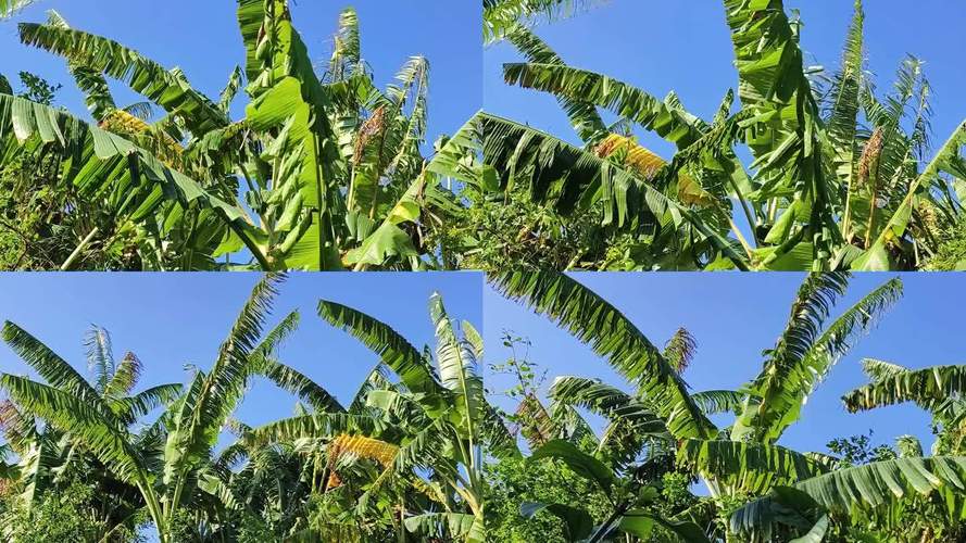 芭蕉视频个人视频2.1