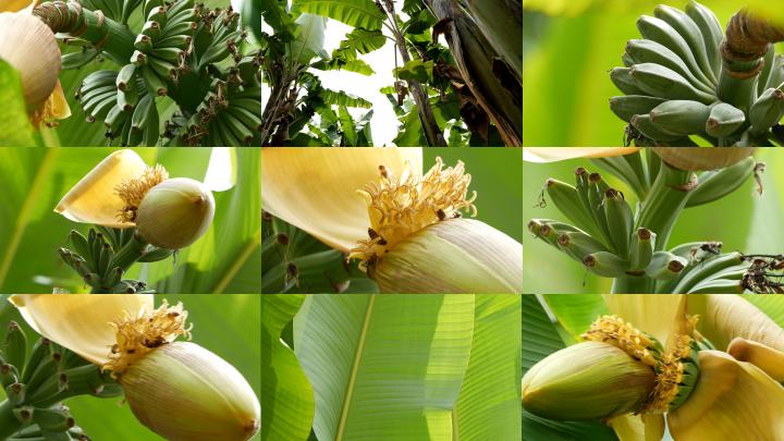 芭蕉视频个人视频2.1