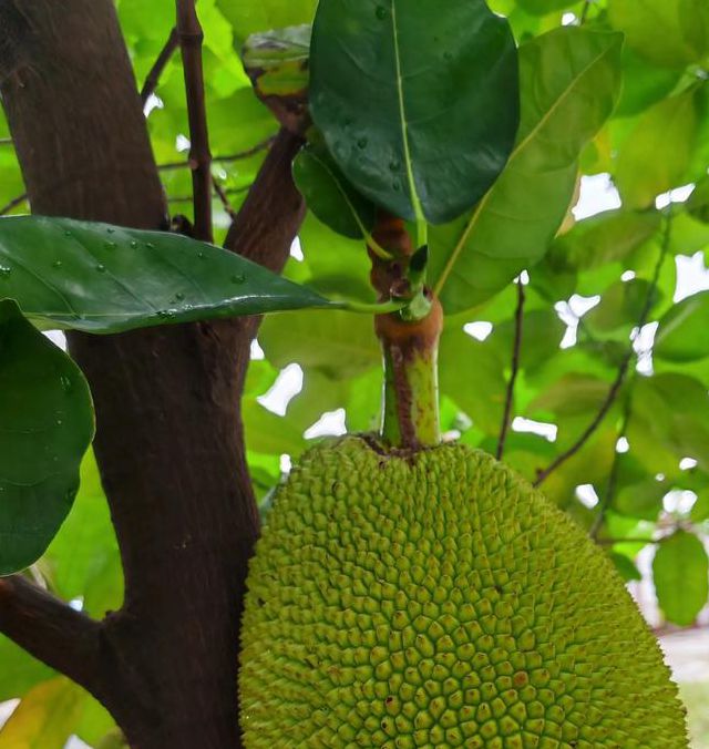 菠萝蜜国际入口1最新版