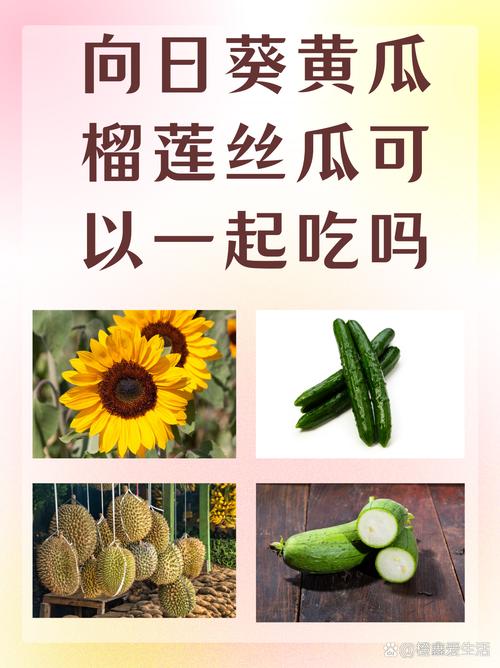 丝瓜黄瓜草莓茄子向日葵樱桃免费