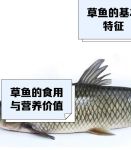 国产草鱼珍珠鱼免费网站入口