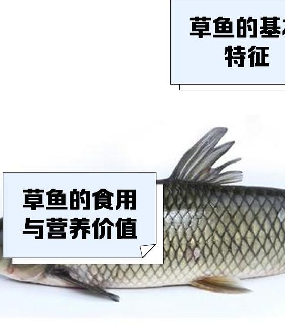 国产草鱼珍珠鱼免费网站入口