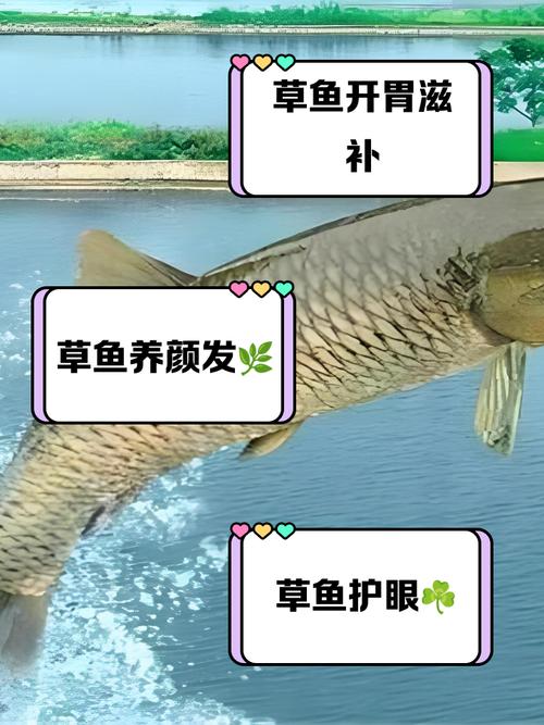 国产草鱼珍珠鱼免费网站入口