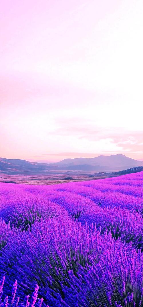 薰衣草研究所新版