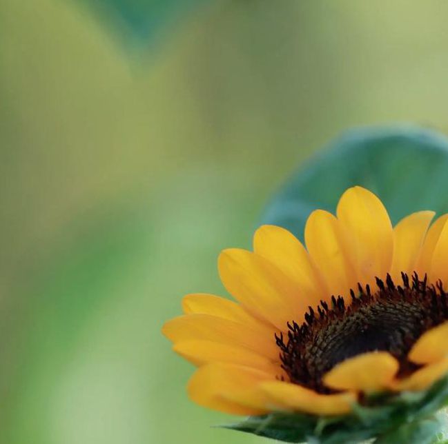 向日葵视频污片无限看