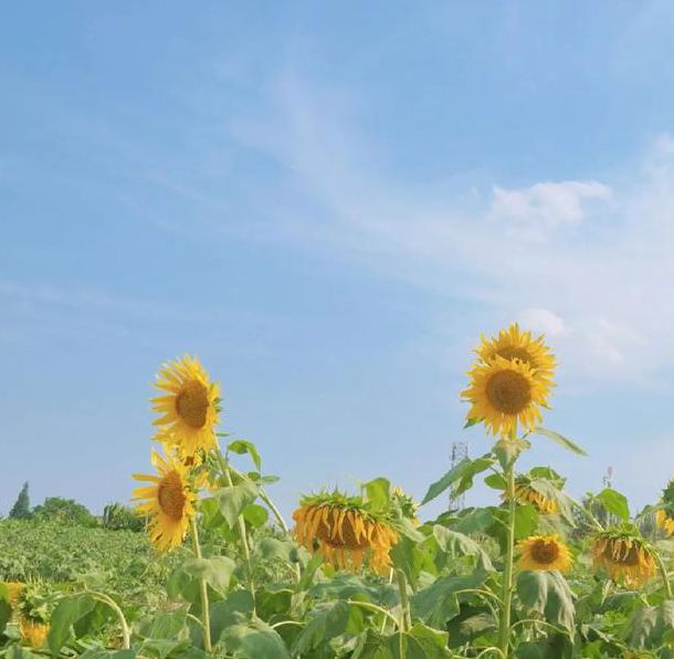 向日葵视频污片无限看