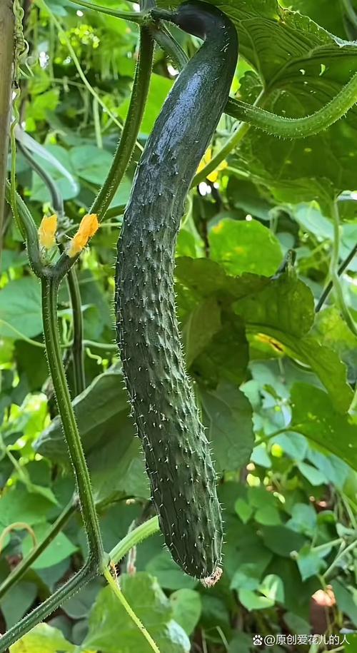 茄子香蕉奶茶黄瓜丝瓜app