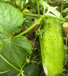 幸福宝丝瓜黄瓜