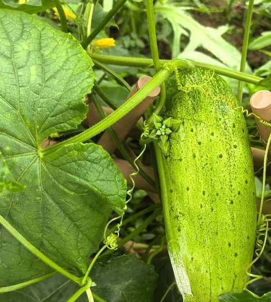 幸福宝丝瓜黄瓜