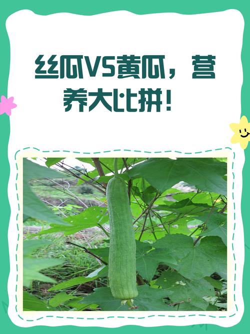 幸福宝丝瓜黄瓜