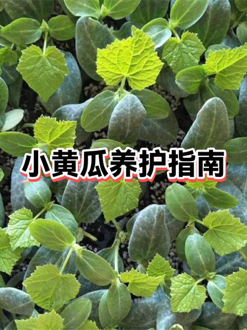 幸福宝丝瓜黄瓜