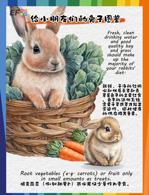 英语老师的兔子又大又好吃